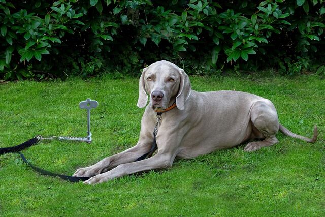 PetPeg 2.0 floor anchor for pets